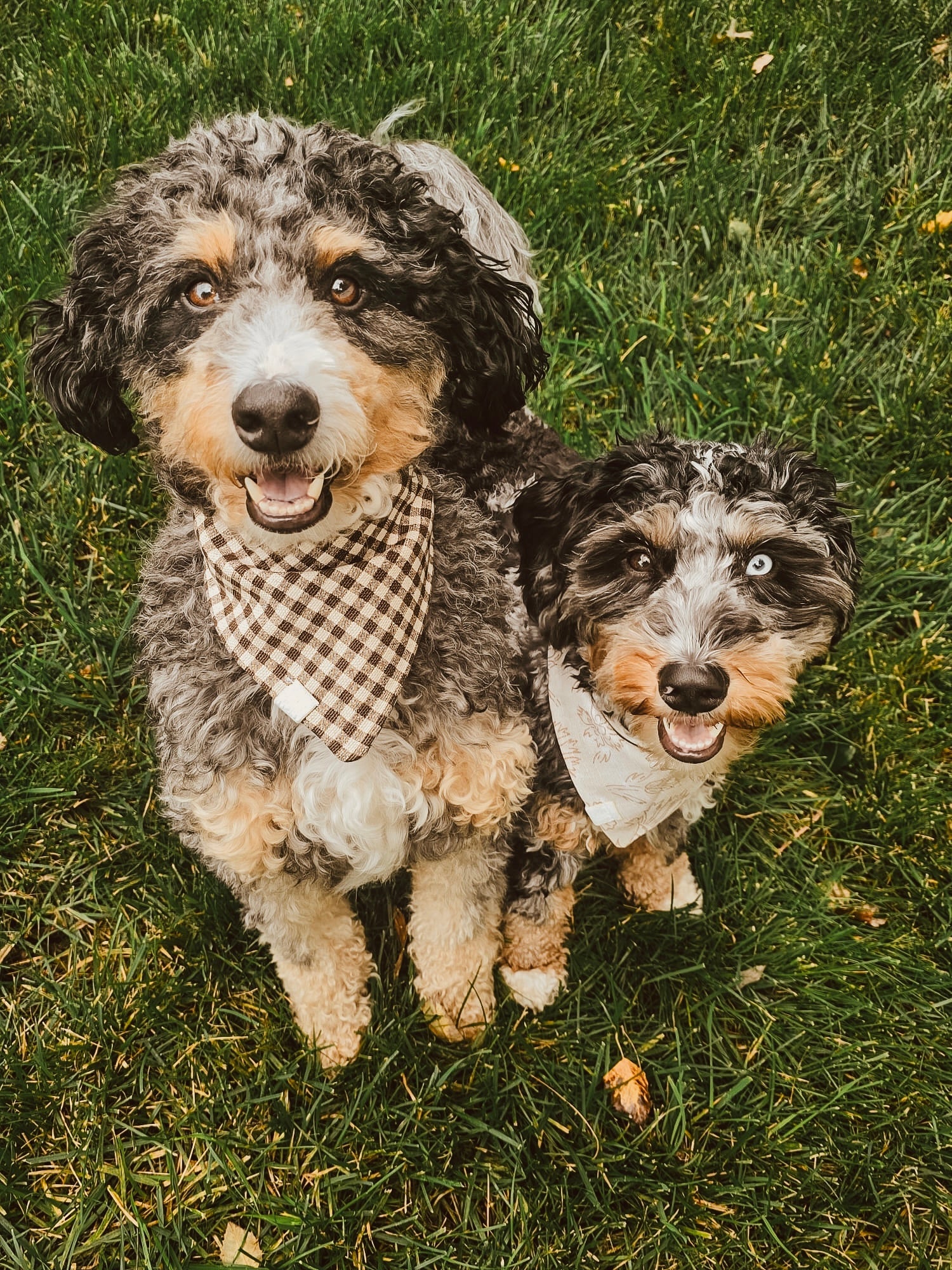 Halloween Collection