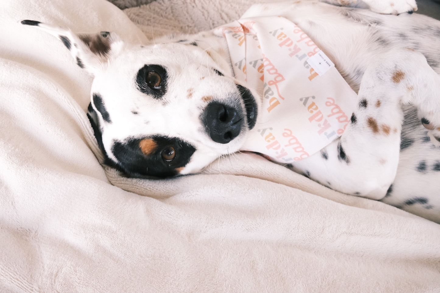 Barkday Babe