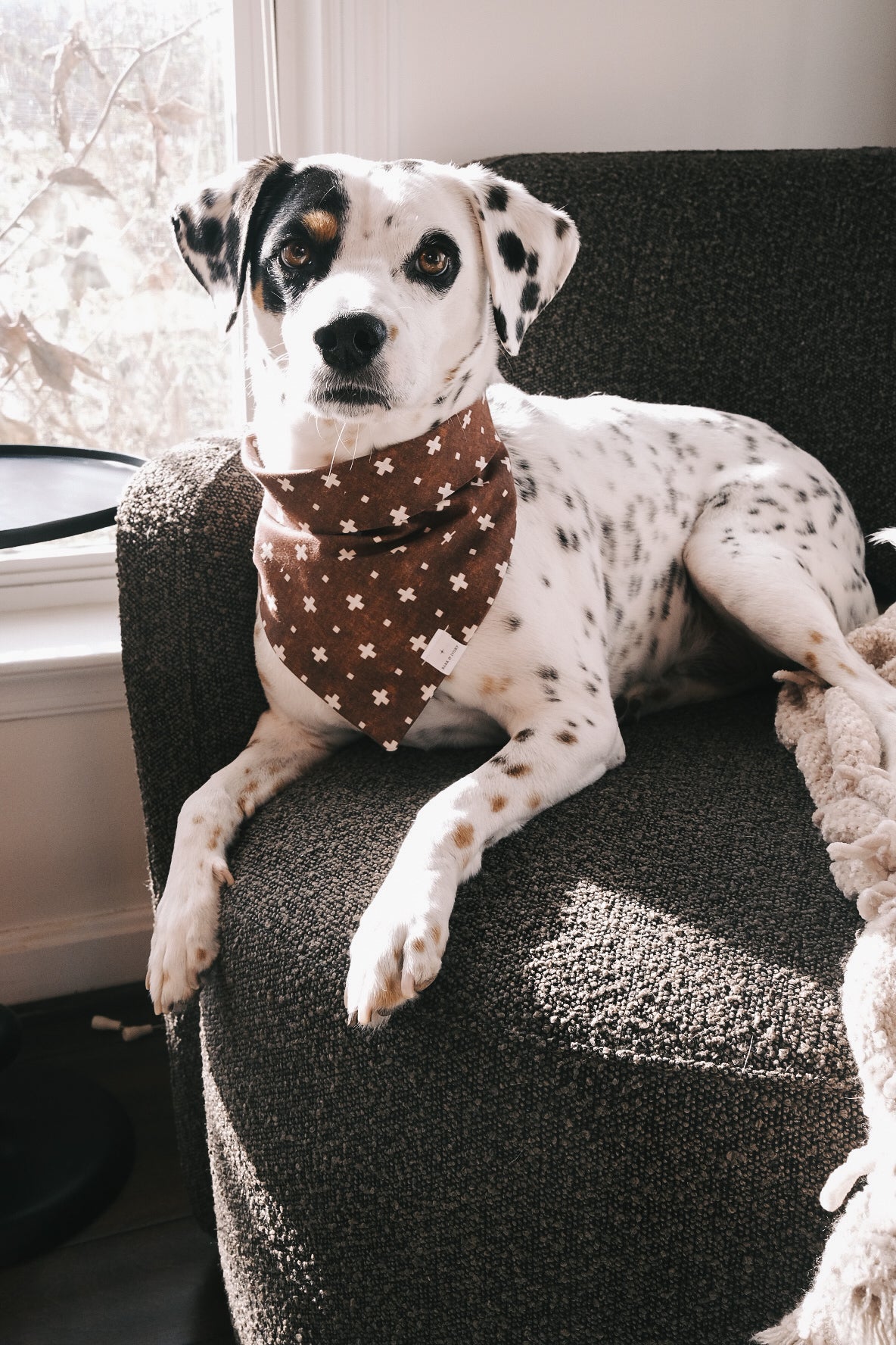 Arlo